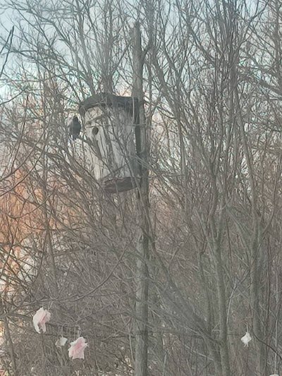 У Житомирі цієї зими зимували шпаки, а весну вже "відчули" дятли: які перелітні птахи повертаються на Полісся У Житомирі цієї зими зимували шпаки, а весну вже "відчули" дятли: які перелітні птахи повертаються на Полісся