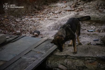 Навчали собак пошуку: на Полтавщині провели тренування з порятунку людей з-під завалів Навчали собак пошуку: на Полтавщині провели тренування з порятунку людей з-під завалів