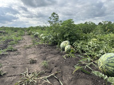 Поле кавунів Харківська область Поле кавунів Харківська область