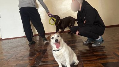 "Собака не тільки має охороняти, а й може працювати в реабілітації": як чотирилапа Берта допомагає дітям і ветеранам "Собака не тільки має охороняти, а й може працювати в реабілітації": як чотирилапа Берта допомагає дітям і ветеранам