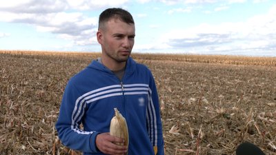 Почали збір раніше та молотять з гектара до дев'яти тонн зерна: на Чернігівщині триває збір зернової кукурудзи Почали збір раніше та молотять з гектара до дев'яти тонн зерна: на Чернігівщині триває збір зернової кукурудзи