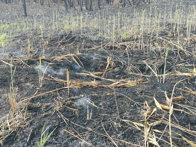 "Вогонь на великій глибині": на Полтавщині майже у сім разів збільшилась кількість торф’яних пожеж "Вогонь на великій глибині": на Полтавщині майже у сім разів збільшилась кількість торф’яних пожеж
