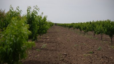 Плоди війни: херсонський фермер вирощує під обстрілами черешню, персики та яблука Плоди війни: херсонський фермер вирощує під обстрілами черешню, персики та яблука
