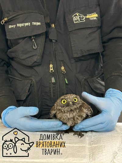 Врятований сич Врятований сич