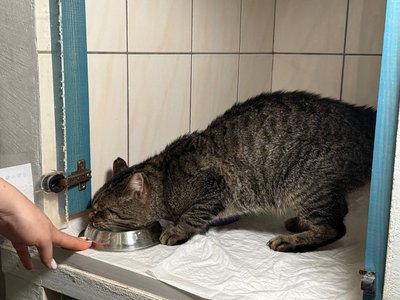 Місяць не могли евакуювати: до Черкас привезли вісьмох котів з Краматорська Місяць не могли евакуювати: до Черкас привезли вісьмох котів з Краматорська