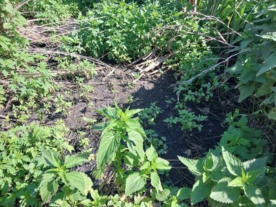 "Тут тварини травляться". На Сумщині зливають каналізаційні води поблизу села "Тут тварини травляться". На Сумщині зливають каналізаційні води поблизу села
