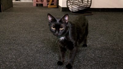 Три роки чекали на дім: двоє котів-друзів із вінницького котопростору їдуть до Відня Три роки чекали на дім: двоє котів-друзів із вінницького котопростору їдуть до Відня
