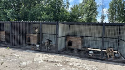 "Не віддаю абикому": в олександрійському притулку шукають нові родини для тварин "Не віддаю абикому": в олександрійському притулку шукають нові родини для тварин