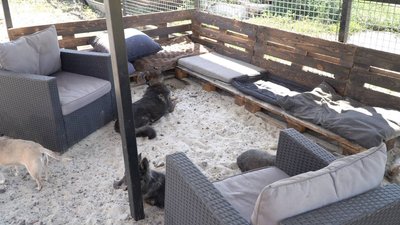 Поблизу Дніпра відкрили хоспіс для літніх собак: як він працює