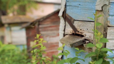 "Відпочиваю душею": як на Рівненщині пасічник готує бджіл до сезону після холодної весни "Відпочиваю душею": як на Рівненщині пасічник готує бджіл до сезону після холодної весни