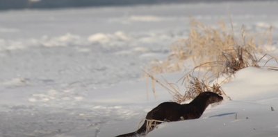Видра, берег річки Видра, берег річки