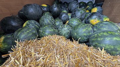 До 30 тонн з гектара: на Кіровоградщині збирають ультраранні кавуни До 30 тонн з гектара: на Кіровоградщині збирають ультраранні кавуни