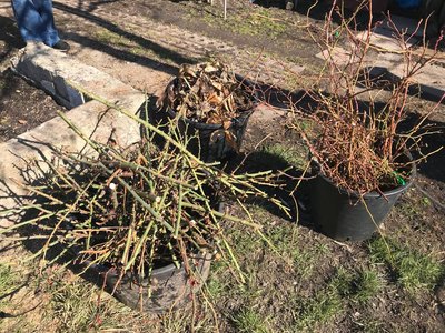 Компостування на присадибній ділянці: досвід садівника з Житомира Компостування на присадибній ділянці: досвід садівника з Житомира