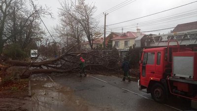 дерево впало в Одесі дерево впало в Одесі
