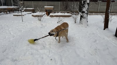 Собака з мітлою Собака з мітлою