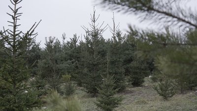 У Вінниці лісівники почали продавати ялинки та сосни: скільки коштують святкові дерева У Вінниці лісівники почали продавати ялинки та сосни: скільки коштують святкові дерева