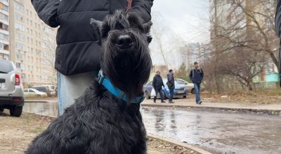 “З мене хлистала кров, собака був зі мною": як після обстрілу міста сум’яни шукали пса Еріку “З мене хлистала кров, собака був зі мною": як після обстрілу міста сум’яни шукали пса Еріку