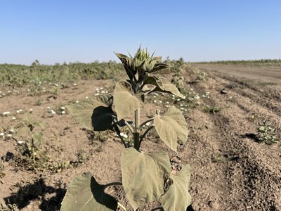 На Херсонщині аграрії через посуху втрачають урожай соняшнику На Херсонщині аграрії через посуху втрачають урожай соняшнику