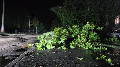 впале дерево впале дерево