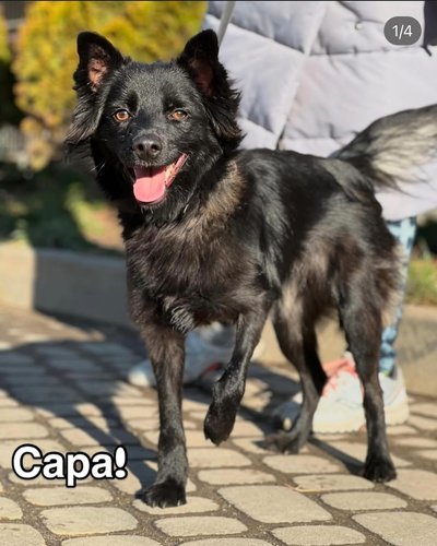 Сара ЛКП Лев Сара ЛКП Лев