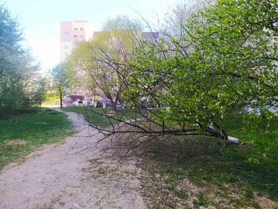 Повалені дерева, покрівлі та електролінії: у Луцьку комунальники ліквідовують наслідки негоди Повалені дерева, покрівлі та електролінії: у Луцьку комунальники ліквідовують наслідки негоди