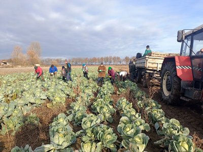 "Маленька, а має бути як голова": чи вродила капуста на Волині