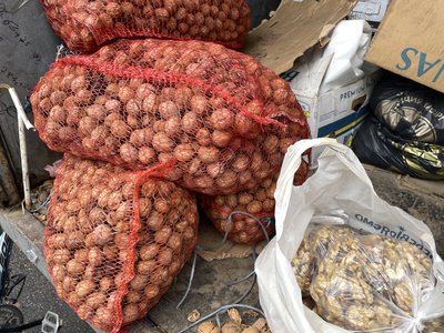 Неврожай горіхів на Полтавщині: скільки можна заробити на плодах Неврожай горіхів на Полтавщині: скільки можна заробити на плодах