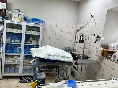 У Житомирі жінку покусали три безпритульні собаки У Житомирі жінку покусали три безпритульні собаки
