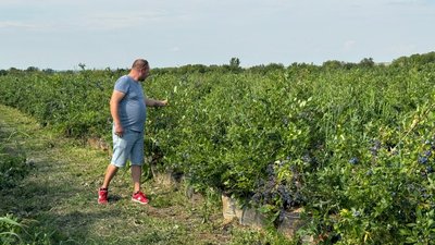 Примхлива ягода: на Кіровоградщині почали збирати лохину Примхлива ягода: на Кіровоградщині почали збирати лохину