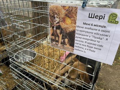 У Миколаєві роздавали котів та собак, врятованих з області та Херсонщини У Миколаєві роздавали котів та собак, врятованих з області та Херсонщини