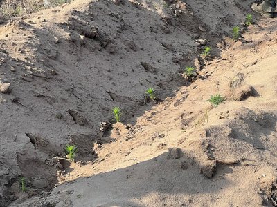 Відновлюють ліс після пожежі. На Дніпропетровщині висадили сіянці червоного дуба та сосни Відновлюють ліс після пожежі. На Дніпропетровщині висадили сіянці червоного дуба та сосни