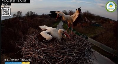У гнізді в селі Леляки на Полтавщині утворилася нова лелеча пара