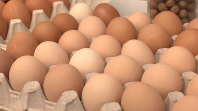 Ціна на яйця в Житомирі: скільки коштує десяток на Житньому ринку та чому подорожчають Ціна на яйця в Житомирі: скільки коштує десяток на Житньому ринку та чому подорожчають