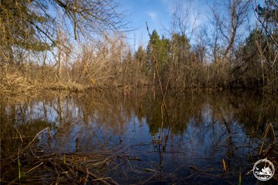 У Чорнобильському заповіднику фіксують незвично ранню весняну повінь У Чорнобильському заповіднику фіксують незвично ранню весняну повінь