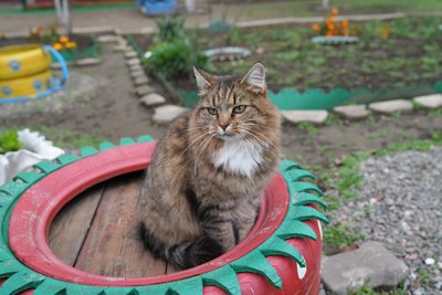 "Котячий рай" під балконом. Херсонка облаштувала простір для пухнастих у дворі будинку "Котячий рай" під балконом. Херсонка облаштувала простір для пухнастих у дворі будинку