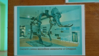 Світлина, самка мамонта Світлина, самка мамонта