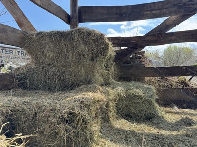 Майже на 40% поменшало корів на Полтавщині за час війни: чому Майже на 40% поменшало корів на Полтавщині за час війни: чому
