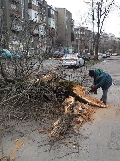 У Харкові через вітер впали дерева й гілки, є пошкодження покрівель і парапетів У Харкові через вітер впали дерева й гілки, є пошкодження покрівель і парапетів