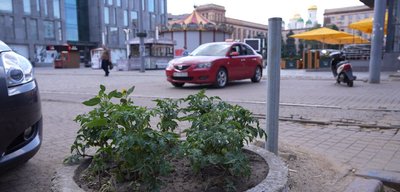 Замість квітів — помідори: хто та навіщо посадив томати у клумбах в середмісті Дніпра Замість квітів — помідори: хто та навіщо посадив томати у клумбах в середмісті Дніпра