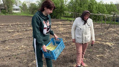 У сезон господарі спаржу зрізають щодня