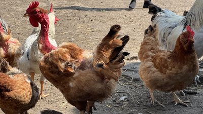 Кури село Калинівка Удачненська громада Донецька область 11 червня 2025 рік Кури село Калинівка Удачненська громада Донецька область 11 червня 2025 рік
