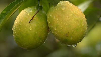 Схрещений з апельсином лимон: як у лісництві на Черкащині вирощують цитрусові Схрещений з апельсином лимон: як у лісництві на Черкащині вирощують цитрусові