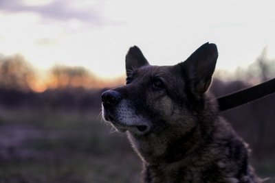 Сумські волонтери лікують собаку Мрію, що прийшла з Росії Сумські волонтери лікують собаку Мрію, що прийшла з Росії