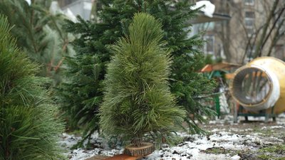 Ялинкові базари в Запоріжжі: який асортимент та ціни Ялинкові базари в Запоріжжі: який асортимент та ціни