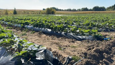 30 теплиць і понад 100 тисяч саджанців: як подружжя на Хмельниччині вирощує пізню полуницю 30 теплиць і понад 100 тисяч саджанців: як подружжя на Хмельниччині вирощує пізню полуницю