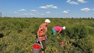 На Кіровоградщині збирають ґрунтові овочі: що впливає на врожайність та ціну На Кіровоградщині збирають ґрунтові овочі: що впливає на врожайність та ціну