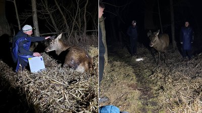 Ампутація рогів та реабілітація: що відомо про стан оленя Бориса з Рівненщини Ампутація рогів та реабілітація: що відомо про стан оленя Бориса з Рівненщини