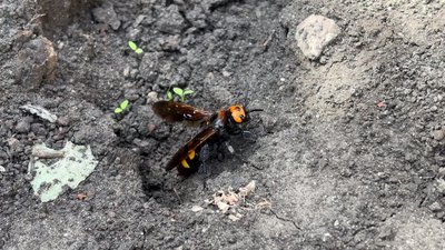 Сколія гігантська Сколія гігантська