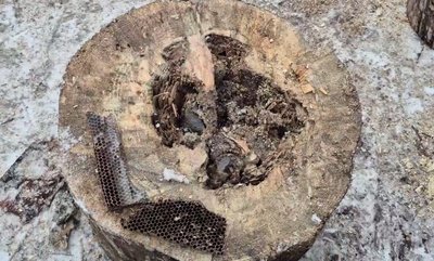 У дровах для школи знайшли борть із трьома кілограмами меду диких бджіл: історія з Олевська У дровах для школи знайшли борть із трьома кілограмами меду диких бджіл: історія з Олевська