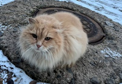 "Мрію про будинок, щоб і собак рятувати". Волонтерка з Дніпра винаймає квартиру для котів з Донеччини "Мрію про будинок, щоб і собак рятувати". Волонтерка з Дніпра винаймає квартиру для котів з Донеччини